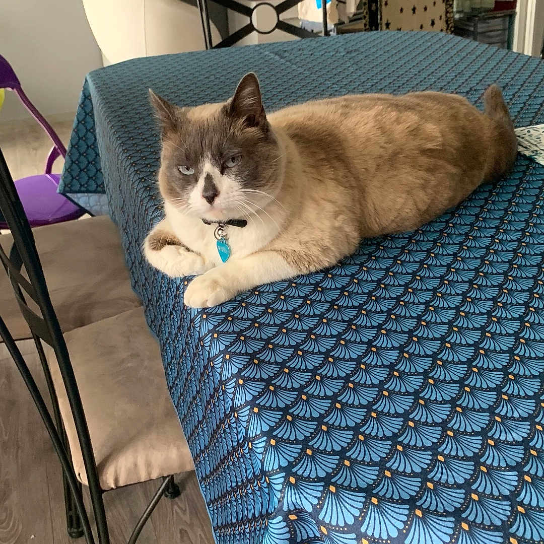 N Golo a rejoint le concours — aidez-le/la à gagner de superbes lots ! blue, cat, chair, clothes, collar, computer, cushion, domestic, floor, furniture, hanger, home, indoor, monitor, pattern, pet, relaxed, table, tablecloth, wood_floor