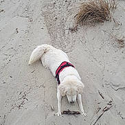 Nina participe au concours pour gagner de l'argent avec cette photo : beach, canidae, carnivore, dog, dog_breed, geological_phenomenon, sand, sporting_group, tail, vacation, water