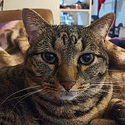 Eevee joined the competition — help win amazing prizes! cat, tabby, pet, feline, whiskers, close_up, portrait, green_eyes, ears, nose, fur, striped, indoor, blanket, sofa, home, cute, relaxed, muzzle, eyes