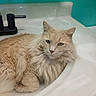 animal, bathroom, calm, cat, cream_color, cute, domestic_cat, ears, feline, fluffy, fur, household, indoor, looking_at_camera, pet, portrait, relaxed, resting, sink, whiskers