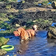 Snoopy a rejoint le concours — aidez-le/la à gagner de superbes lots ! dog, golden_retriever, water, tide_pool, rocks, seaweed, toy, green_ring, outdoor, nature, pet, animal, playful, summer, sunlight, shallow_water, canine, recreation, wet, happy