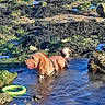 dog, golden_retriever, water, tide_pool, rocks, seaweed, toy, green_ring, outdoor, nature, pet, animal, playful, summer, sunlight, shallow_water, canine, recreation, wet, happy