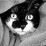Anita participe au concours pour gagner de l'argent avec cette photo : cat, black_and_white, close_up, eyes, whiskers, blanket, cozy, fur, pet, animal, indoor, portrait, soft_texture, cute, snuggle, resting, feline, warm, comfort, curious