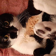 Anita participe au concours pour gagner de l'argent avec cette photo : cat, calico_cat, paw, whiskers, close_up, curious, fluffy, pet, animal, feline, indoor, blanket, cozy, soft, cute, playful, fur, reaching, resting, warm_lighting