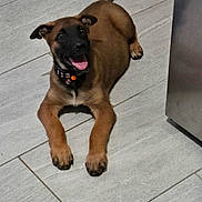 Biscotte a rejoint le concours — aidez-le/la à gagner de superbes lots ! puppy, dog, brown_fur, black_face, collar, tag, floor, tile, indoor, pet, canine, smiling, lying_down, paw, ears, tail, domestic_animal, animal, cute, young_dog