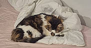Jerry a rejoint le concours — aidez-le/la à gagner de superbes lots ! cat, sleeping, bed, blanket, comforter, fur, domestic_animal, pet, indoor, resting, cozy, pink_bedspread, white_blanket, feline, animal, cute, relaxing, quiet, calm, soft