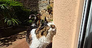 Jerry participe au concours pour gagner de l'argent avec cette photo : cat, courtyard, curious, daylight, domestic_animal, fur, nature, outdoor, pet, plant, potted_plant, relaxing, rustic, shadow, stone_wall, sunlight, table, texture, wall, window