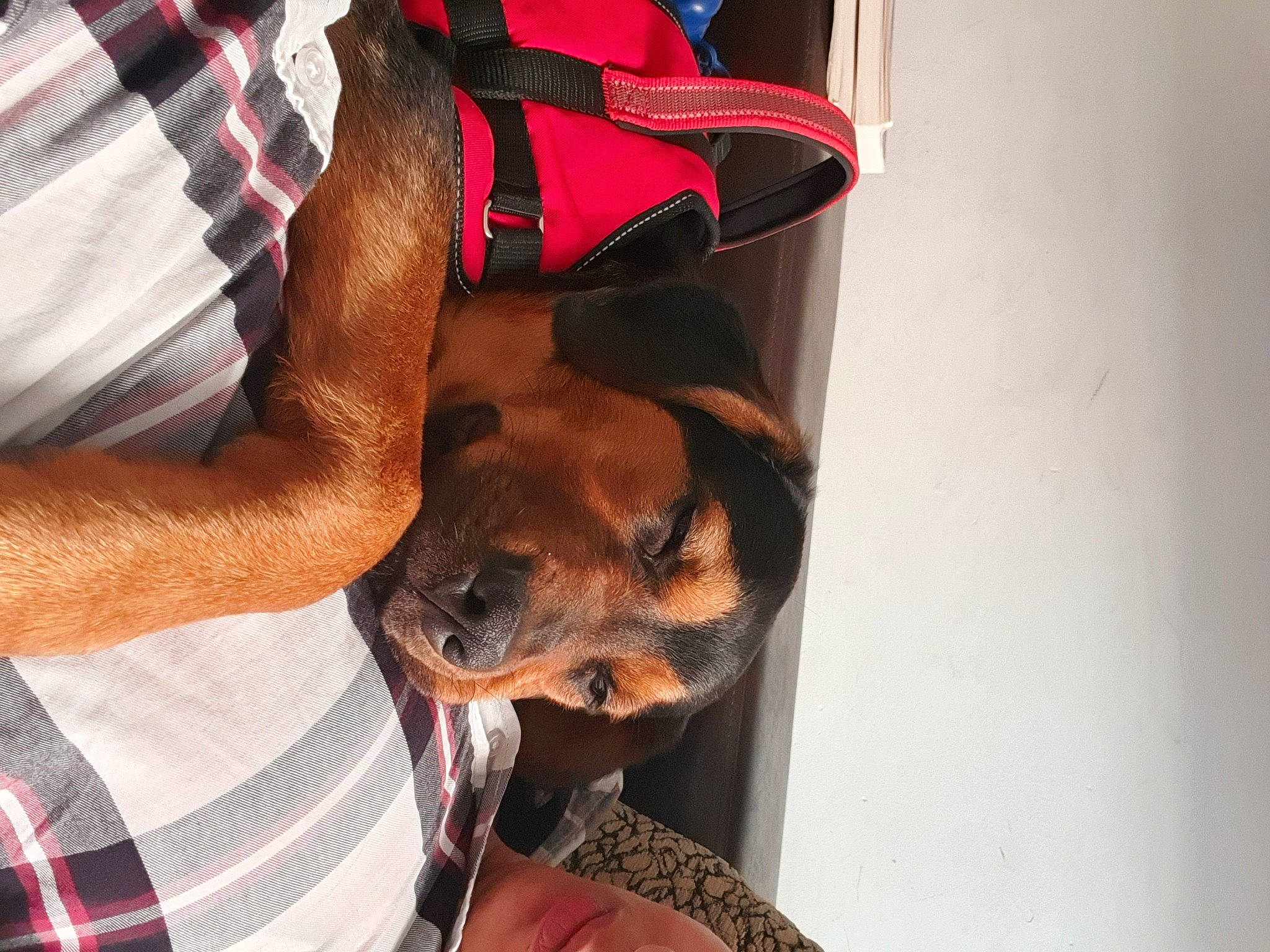 Sysko participe au concours pour gagner de l'argent avec cette photo : canidae, carnivore, dog, dog_breed, fawn, guard_dog, snout, sporting_group