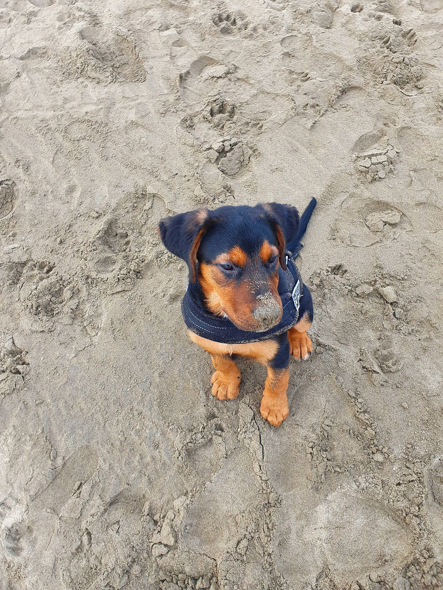 Sysko participe au concours pour gagner de l'argent avec cette photo : black_and_tan_terrier, canidae, carlin_pinscher, carnivore, dog, dog_breed, fawn, german_pinscher, huntaway, mammal, miniature_pinscher, pinscher, puppy, rare_breed_dog, rottweiler, snout, vertebrate, working_dog