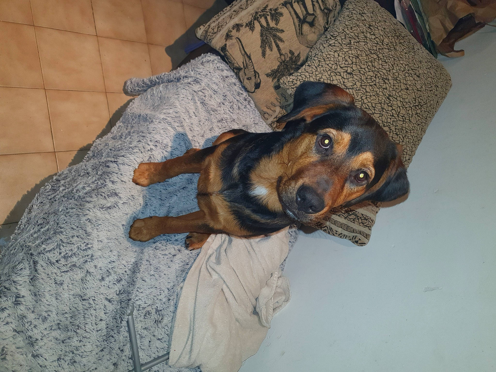 Sysko a rejoint le concours — aidez-le/la à gagner de superbes lots ! alpine_dachsbracke, canidae, carnivore, coonhound, dog, dog_breed, fawn, hound, mammal, snout, vertebrate