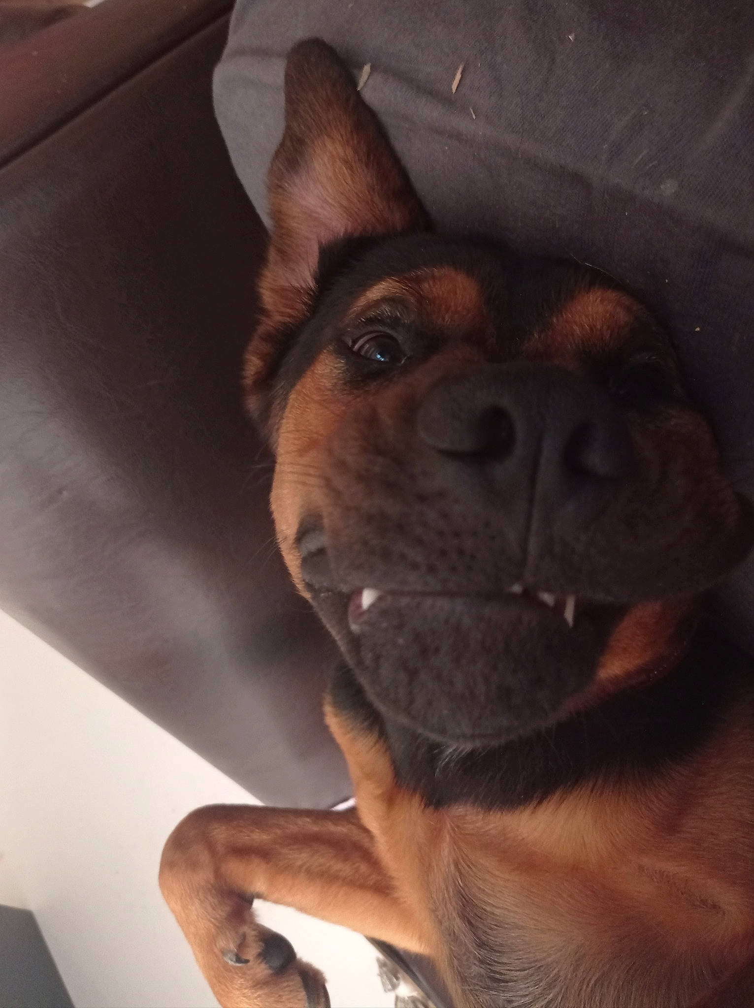 Sysko a rejoint le concours — aidez-le/la à gagner de superbes lots ! canidae, carnivore, companion_dog, dog, dog_breed, ear, eye, fawn, guard_dog, mammal, nose, puppy, selfie, snout, whiskers