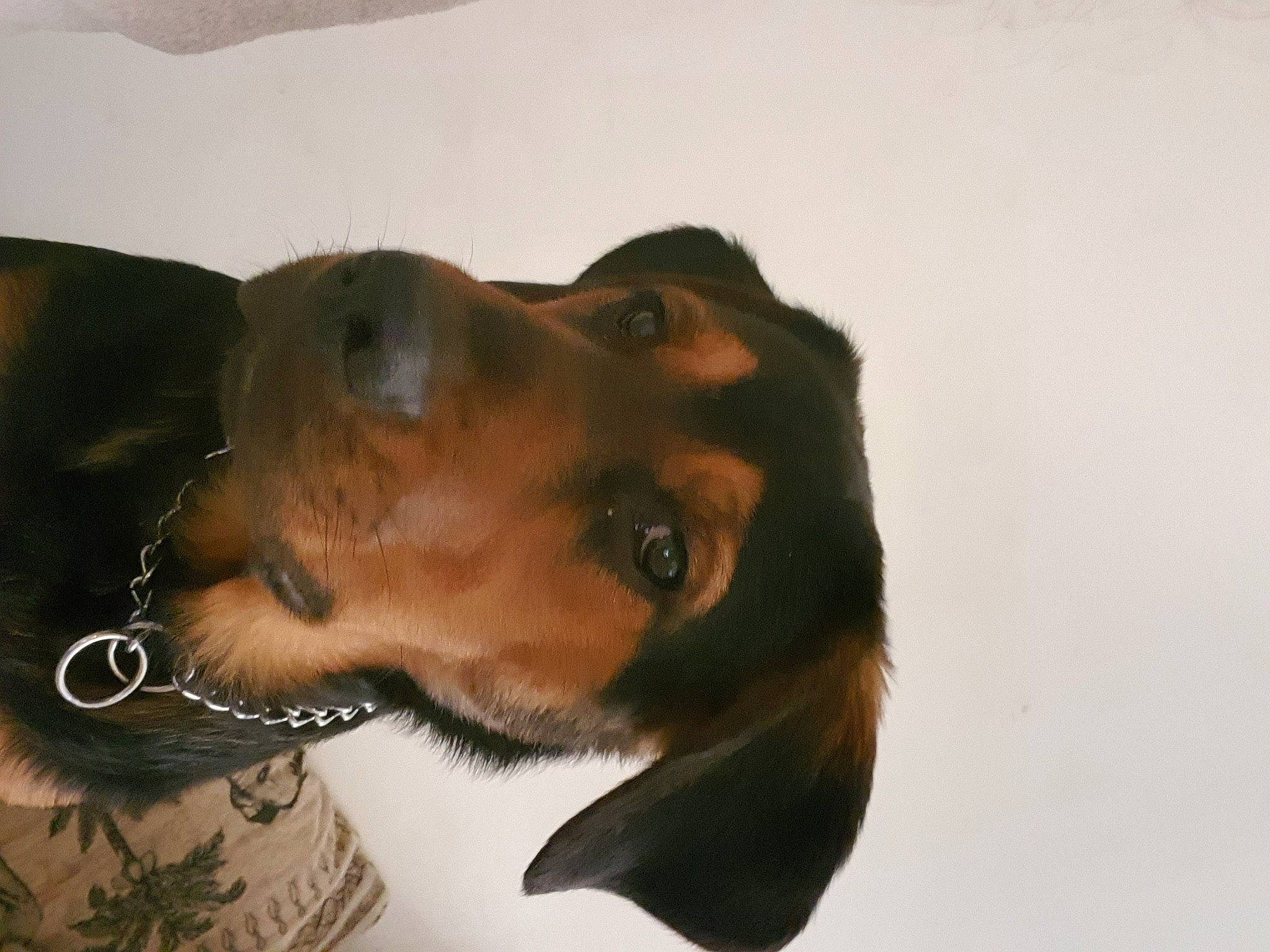 Sysko participe au concours pour gagner de l'argent avec cette photo : canidae, carnivore, companion_dog, dachshund, dog, dog_breed, ear, mammal, nose, puppy, puppy_love, snout, sporting_group, vertebrate