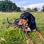 dog, grass, meadow, outdoor, nature, sky, clouds, brown, black, animal, canine, field, relaxing, lying_down, ears, snout, fur, portrait, peaceful, daytime