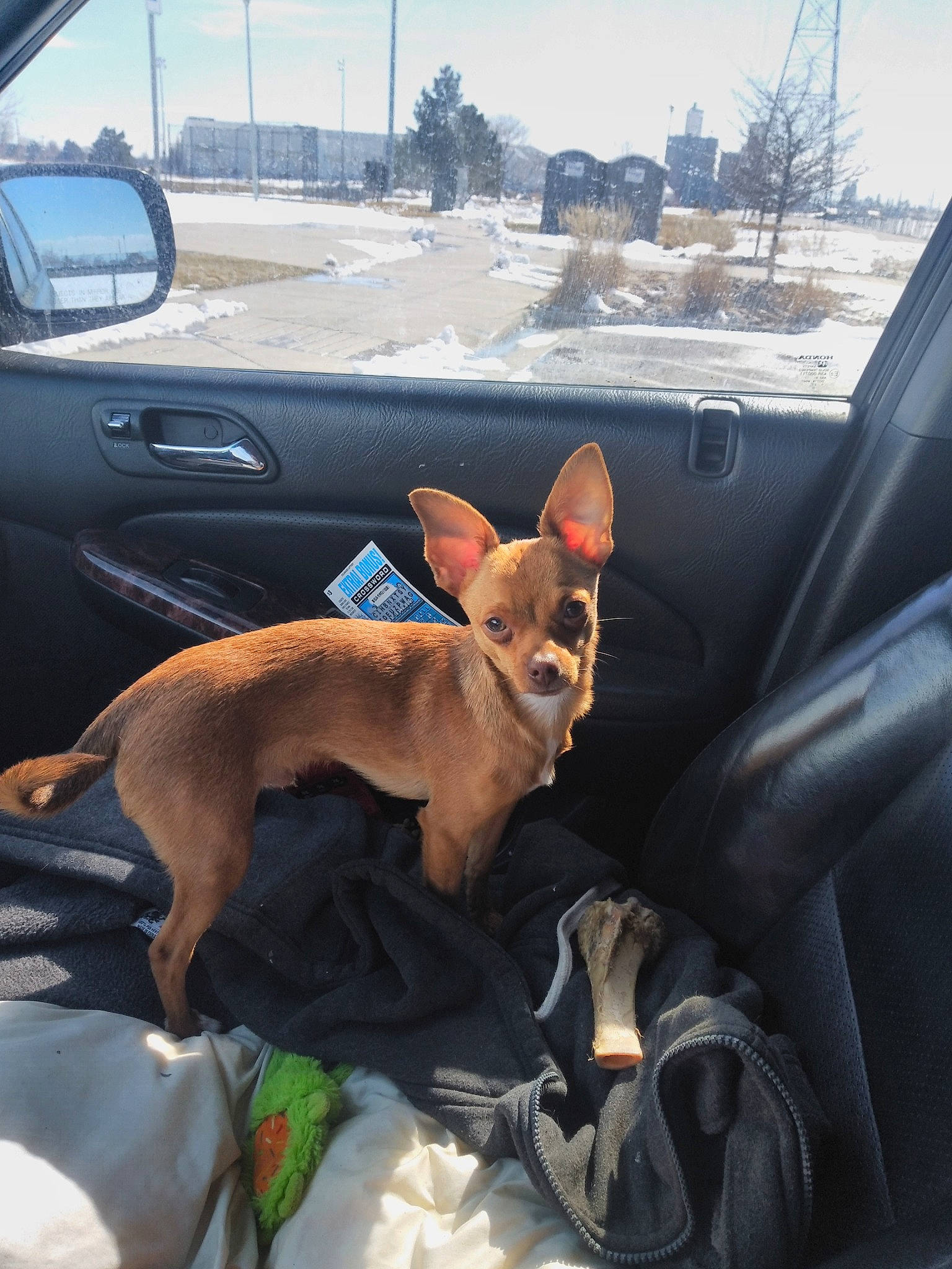 El Chappo is registered to the contest to win money with this photo: auto_part, automotive_exterior, automotive_mirror, car, carnivore, companion_dog, dog, dog_breed, fawn, hood, mammal, mirror, motor_vehicle, sky, tire, tree, vehicle, vehicle_door, window, windshield