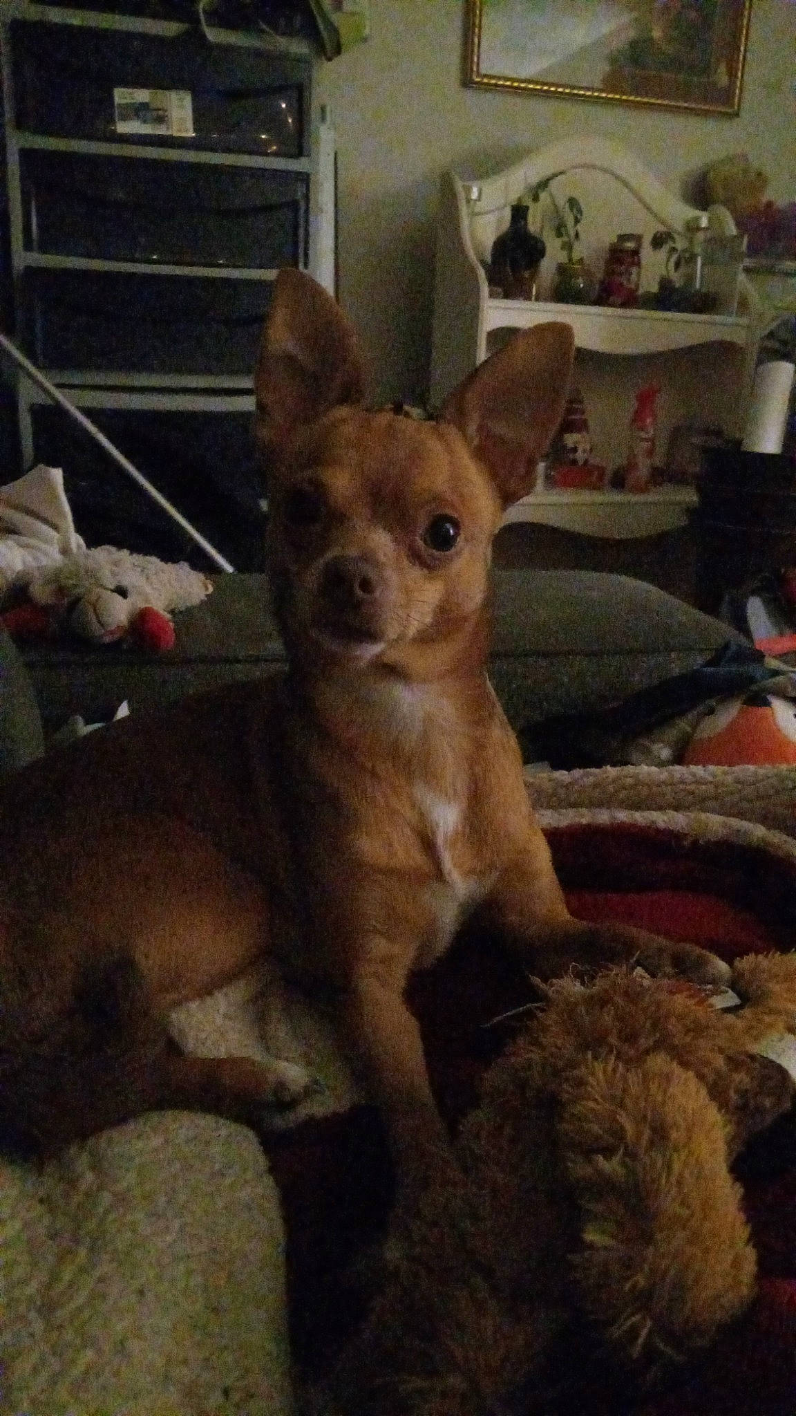 El Chappo is registered to the contest to win money with this photo: canidae, carnivore, comfort, companion_dog, corgi_chihuahua, couch, dog, dog_breed, ear, fawn, fur, non_sporting_group, shelf, snout, sporting_group, terrestrial_animal, toy_dog, whiskers, wood, working_animal