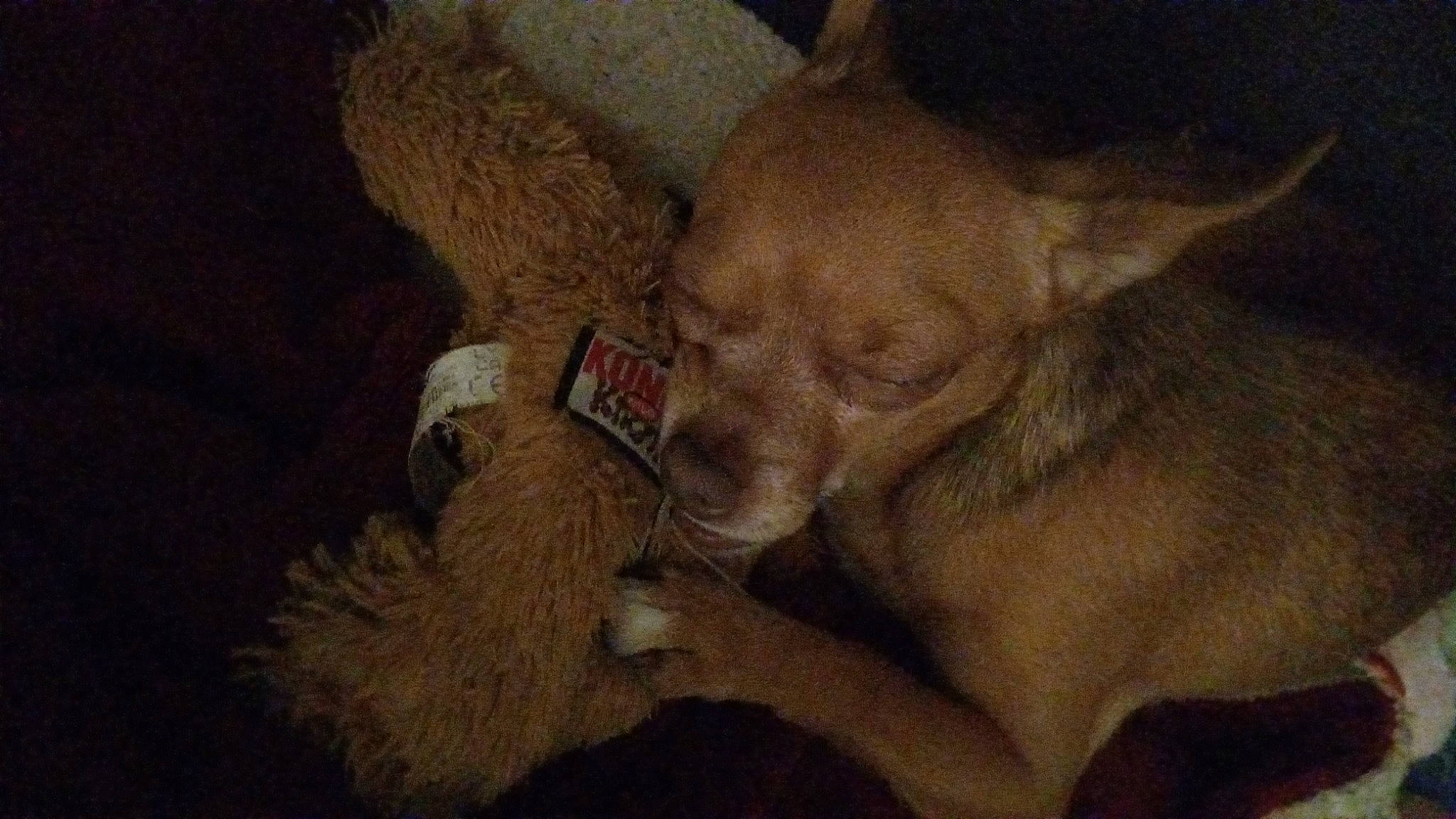 El Chappo is registered to the contest to win money with this photo: canidae, carnivore, claw, comfort, companion_dog, dog, dog_breed, ear, fawn, fur, liver, nap, paw, snout, sporting_group, terrestrial_animal, toy_dog, whiskers, working_animal, wrinkle