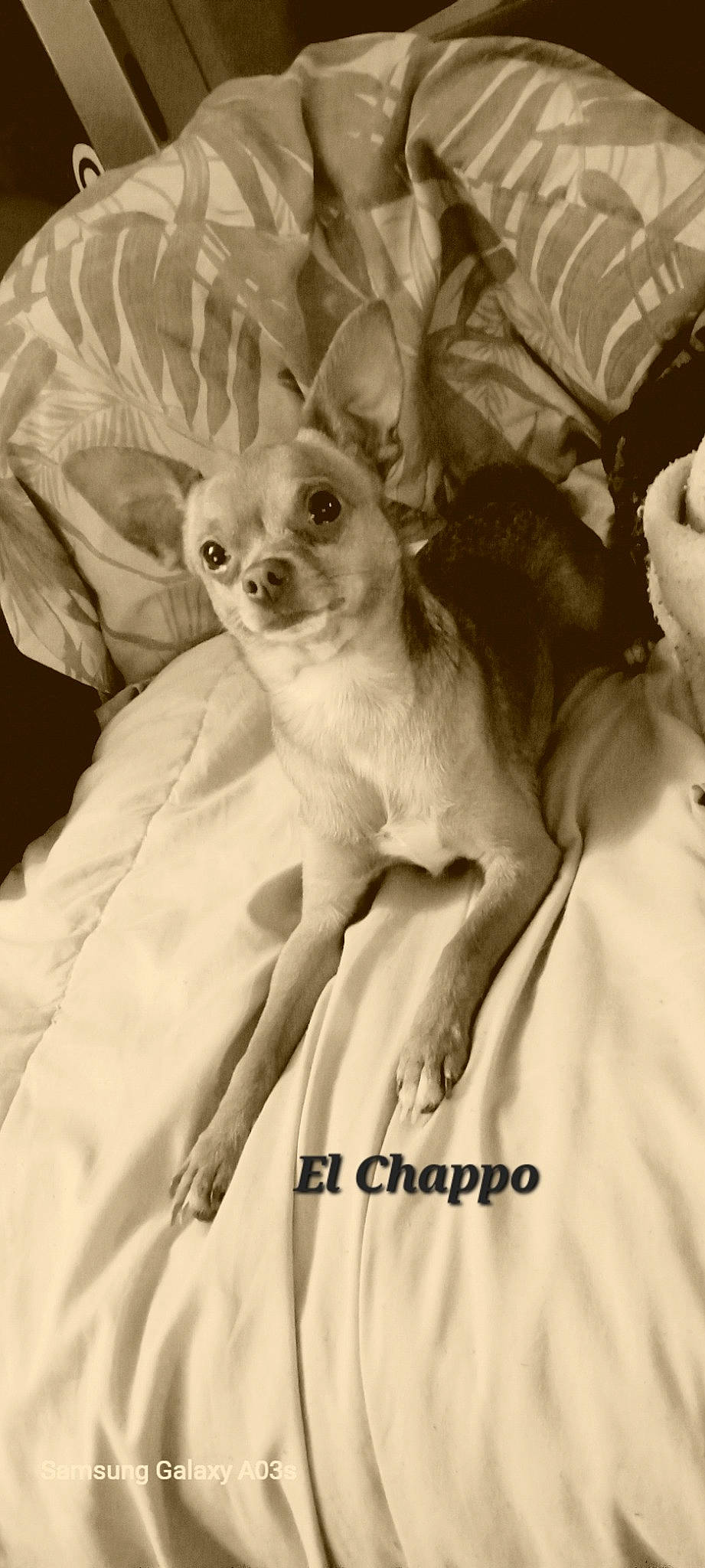 El Chappo joined the competition — help win amazing prizes! bed, canidae, carnivore, chihuahua, comfort, companion_dog, corgi_chihuahua, dog, dog_breed, ear, fawn, fur, linens, paw, russkiy_toy, snout, sporting_group, toy_dog, whiskers, working_animal