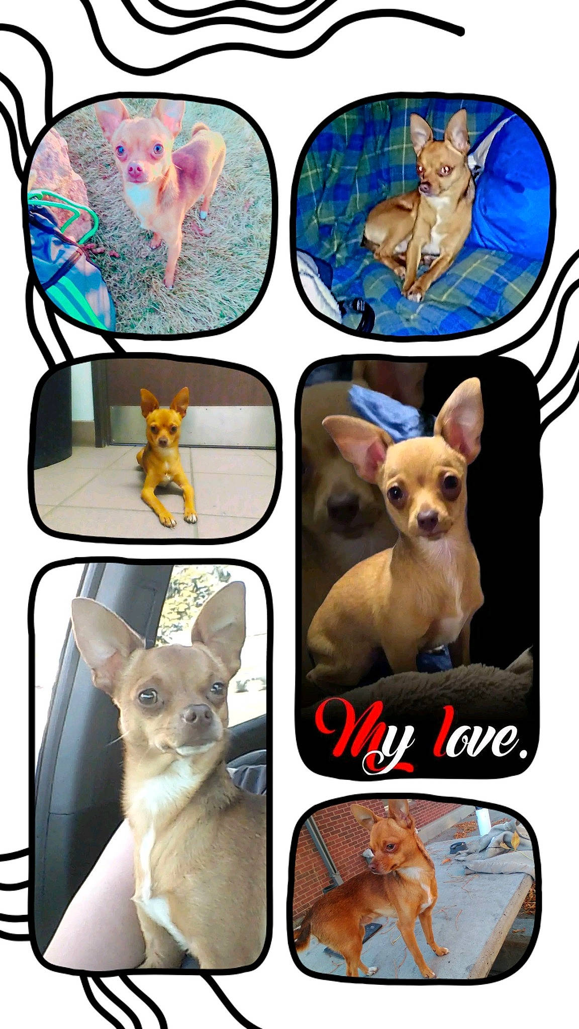 El Chappo joined the competition — help win amazing prizes! carnivore, circle, companion_dog, dog, dog_breed, dog_supply, electric_blue, fashion_accessory, fawn, font, mammal, pattern, pet_supply, photo_caption, sleeve, tail, terrestrial_animal, toy_dog, vertebrate, working_animal