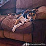 Dixie is registered to the contest to win money with this photo: animal, architecture, building, canine, couch, cushion, dog, furniture, hardwood, homedecor, hound, husky, indoors, interiordesign, livingroom, pet, pillow, puppy, room, wood