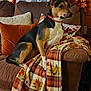 dog, couch, blanket, pumpkin, autumn, fall_decor, plaid, pinecone, wooden_wall, crate, orange, green, leaf_pattern, cozy, indoors, pet, decor, fall_leaves, home, brown