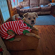 Piper is registered to the contest to win money with this photo: dog, pet, indoor, couch, sweater, red_and_white_stripes, brown_couch, wooden_floor, blanket, pillow, person, window, lamp, living_room, home, furniture, cozy, carpet, wooden_wall, relaxed