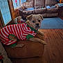dog, pet, indoor, couch, sweater, red_and_white_stripes, brown_couch, wooden_floor, blanket, pillow, person, window, lamp, living_room, home, furniture, cozy, carpet, wooden_wall, relaxed