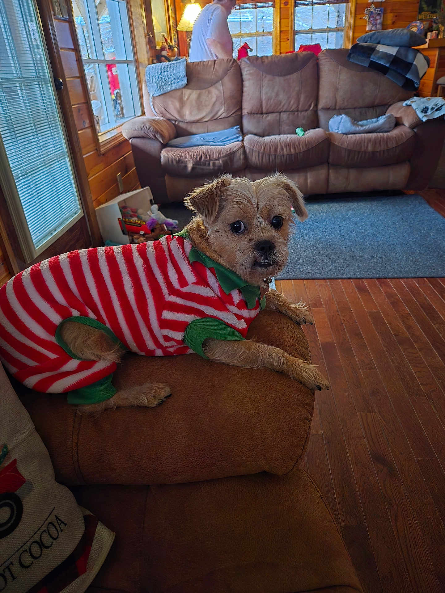 Piper