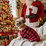 Piper is registered to the contest to win money with this photo: blanket, christmas_tree, couch, cozy, decorations, dog, festive, fireplace, green, holiday, indoor, lights, pet, plaid_sweater, portrait, presents, red, santa_claus, white, winter