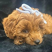Millie is registered to the contest to win money with this photo: puppy, dog, brown, cute, bow, knitted, soft, blanket, lying_down, sleepy, cozy, closeup, pet, animal, fur, adorable, indoor, portrait, resting, small