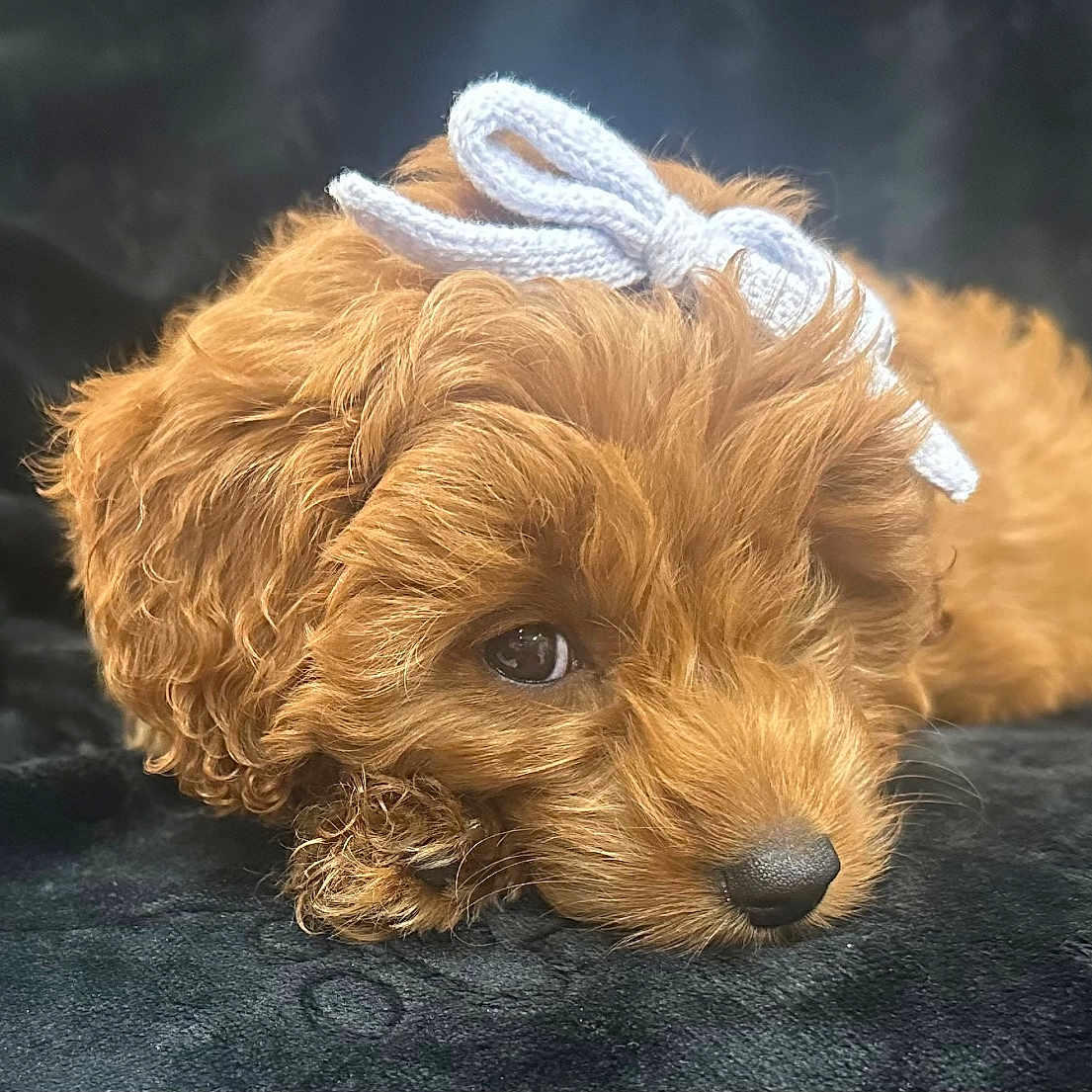 Millie is registered to the contest to win money with this photo: adorable, animal, blanket, bow, brown, closeup, cozy, cute, dog, fur, indoor, knitted, lying_down, pet, portrait, puppy, resting, sleepy, small, soft