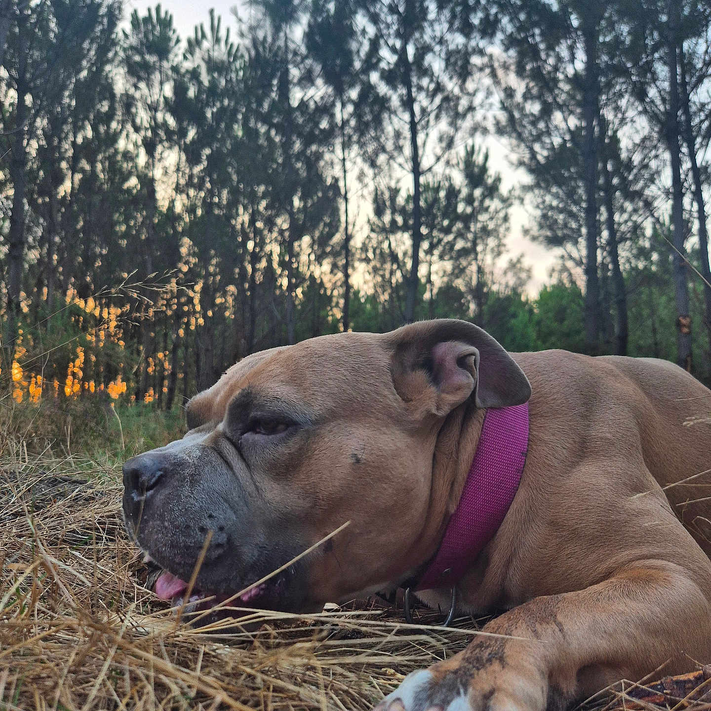 Horus a rejoint le concours — aidez-le/la à gagner de superbes lots ! animal, brown_dog, canine, close_up, collar, dog, dry_grass, evening, forest, grass, lying_down, nature, outdoor, paw, pet, pine_trees, relaxed, scenery, sunset, wildlife