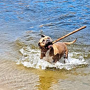 Horus participe au concours pour gagner de l'argent avec cette photo : dog, water, stick, splashing, playful, outdoor, lake, canine, summer, fun, pet, animal, shore, brown_dog, wet, active, nature, daylight, happy, retriever