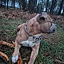 Horus a rejoint le concours — aidez-le/la à gagner de superbes lots ! dog, animal, forest, grass, tree, outdoor, collar, chain, paw, brown, white, nature, pet, canine, wood, stick, laying_down, side_view, daylight, ground