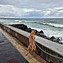 Horus participe au concours pour gagner de l'argent avec cette photo : dog, leash, ocean, waves, cloudy_sky, concrete_barrier, sidewalk, rocks, water, outdoor, pet, curious, muscular_dog, shore, seaside, pavement, nature, animal, canine, daytime
