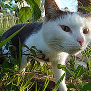 Naya participe au concours pour gagner de l'argent avec cette photo : cat, white_cat, gray_cat, animal, pet, feline, close_up, outdoor, garden, grass, leaves, plants, foliage, whiskers, eyes, nose, fur, standing, nature, curious