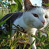 cat, white_cat, gray_cat, animal, pet, feline, close_up, outdoor, garden, grass, leaves, plants, foliage, whiskers, eyes, nose, fur, standing, nature, curious