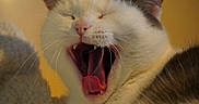Naya a rejoint le concours — aidez-le/la à gagner de superbes lots ! cat, yawning, sleepy, tongue, whiskers, fangs, close_up, portrait, feline, fur, white_fur, brown_markings, pink_nose, pink_tongue, closed_eyes, indoor, warm_lighting, pet, animal, funny