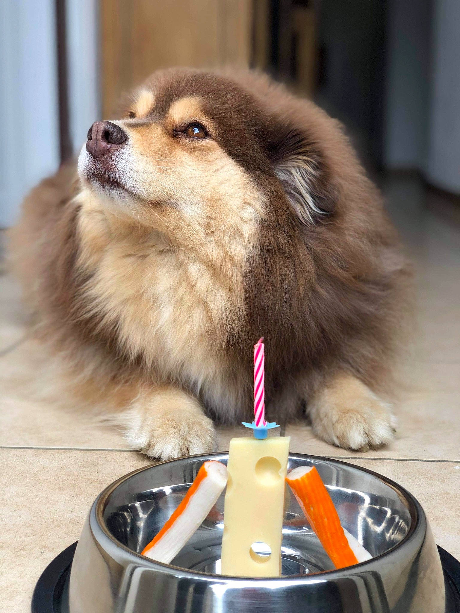 Halaska participe au concours pour gagner de l'argent avec cette photo : ancient_dog_breeds, canidae, carnivore, collar, companion_dog, dog, dog_breed, dog_supply, fur, gas, german_spitz, herding_dog, non_sporting_group, pet_supply, snout, spitz, sporting_group, wax, whiskers, working_dog