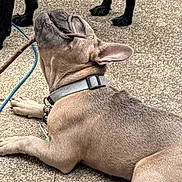 Tank joined the competition — help win amazing prizes! animal, black_dog, canine, chewing, collar, companion, concrete, dog, ears, french_bulldog, friendship, leash, lying_down, outdoor, paws, pet, playful, snout, stick, texture
