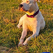 Nikita Alias Sunny a rejoint le concours — aidez-le/la à gagner de superbes lots ! animal, canine, collar, daylight, dog, field, golden_hour, grass, lying_down, mammal, nature, outdoor, peaceful, pet, relaxed, rural, scenery, summer, sunlight, white_dog