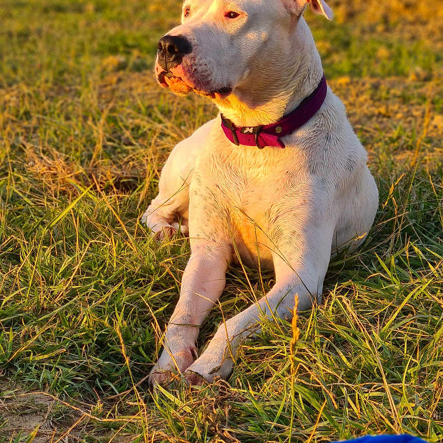 Nikita Alias Sunny a rejoint le concours — aidez-le/la à gagner de superbes lots ! animal, canine, collar, daylight, dog, field, golden_hour, grass, lying_down, mammal, nature, outdoor, peaceful, pet, relaxed, rural, scenery, summer, sunlight, white_dog