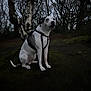 Rocky is registered to the contest to win money with this photo: dog, animal, pet, forest, trees, nature, outdoor, moss, harness, sitting, canine, bare_trees, twilight, wild, woodland, quiet, leash, ground, fur, alert