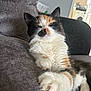 Trixie joined the competition — help win amazing prizes! cat, calico_cat, pet, animal, feline, fur, paw, couch, indoor, relaxed, sleepy, home, living_room, close_up, whiskers, nose, ears, soft, comfort, resting