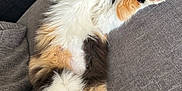 Trixie is registered to the contest to win money with this photo: cat, calico, feline, pet, animal, fluffy, relaxed, sleeping, indoor, couch, furniture, paw, stretching, white_fur, orange_fur, black_fur, soft, cute, cozy, domestic_cat