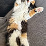 cat, calico, feline, pet, animal, fluffy, relaxed, sleeping, indoor, couch, furniture, paw, stretching, white_fur, orange_fur, black_fur, soft, cute, cozy, domestic_cat