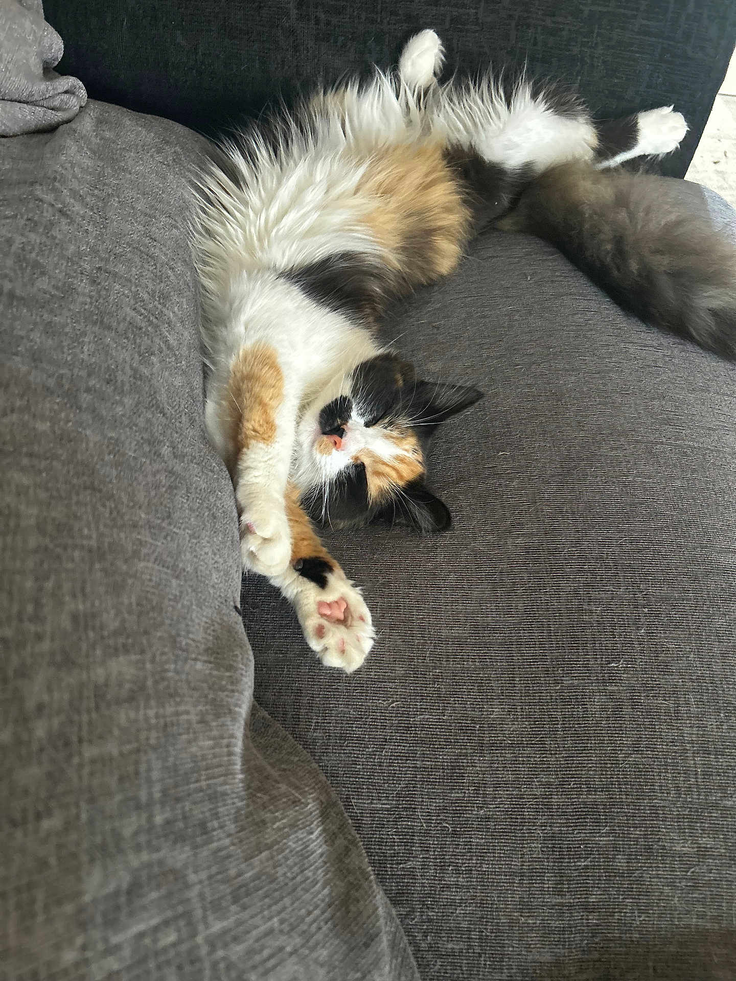Trixie joined the competition — help win amazing prizes! cat, calico, fluffy, sleeping, relaxed, paws, couch, gray, furniture, indoor, pet, animal, whiskers, tail, fur, cozy, resting, cute, domestic_cat, comfort