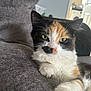 Trixie joined the competition — help win amazing prizes! cat, calico, indoor, couch, feline, relaxed, fur, whiskers, paw, closeup, pet, animal, domestic, green_eyes, texture, cozy, resting, household, soft_light, mammal