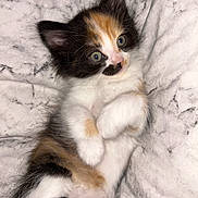 Trixie joined the competition — help win amazing prizes! kitten, calico, cat, pet, cute, fluffy, fur, animal, whiskers, paws, laying, blanket, marble_pattern, indoor, young, small, adorable, relaxed, closeup, soft