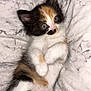 kitten, calico, cat, pet, cute, fluffy, fur, animal, whiskers, paws, laying, blanket, marble_pattern, indoor, young, small, adorable, relaxed, closeup, soft