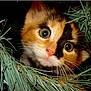 cat, kitten, calico, animal, pet, greenery, pine_needles, close_up, curious, whiskers, face, eyes, fur, nature, outdoor, closeup, cute, small, playing, exploring